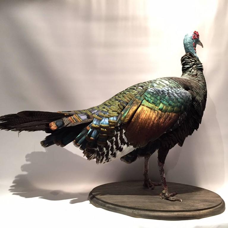Ocellated Turkey Taxidermied Specimen at 1stDibs ocellated turkey mounts