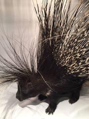 Large South African Crested Porcupine or Hystrix Cristata