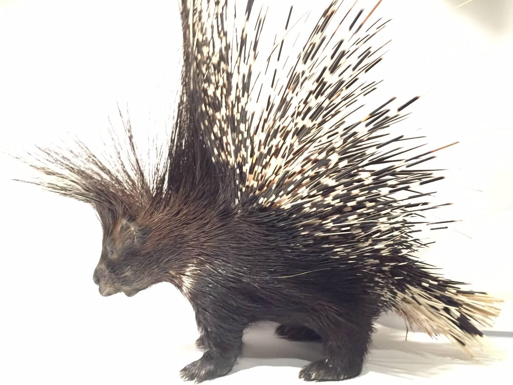 giant african porcupine
