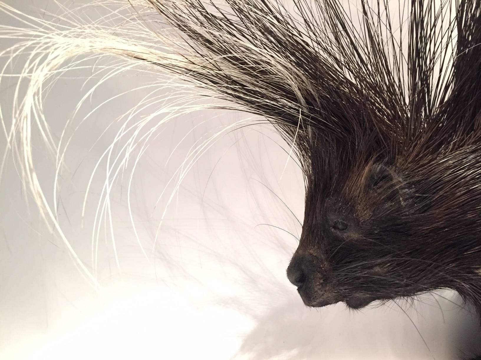 Large South African Crested Porcupine or Hystrix Cristata In Good Condition In New York, NY