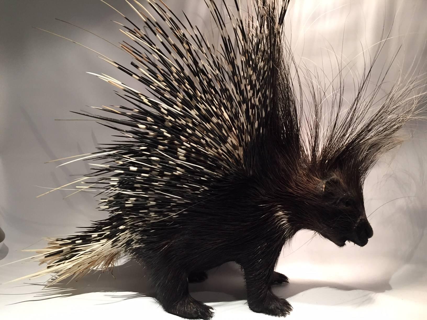 Contemporary Large South African Crested Porcupine or Hystrix Cristata