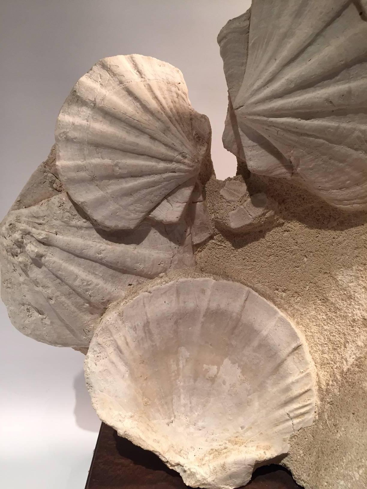 This large group of pectens mounted on a wood base almost appear to have been sculpted from the limestone rock in which they were found in the south of France. Pectens are scallops that have their roots from the Carboniferous period over 350m years