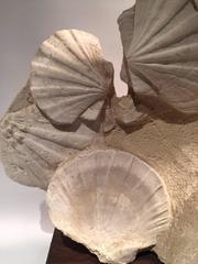 Large Mounted Prehistoric Pecten Fossil Specimen from the Carboniferous Period