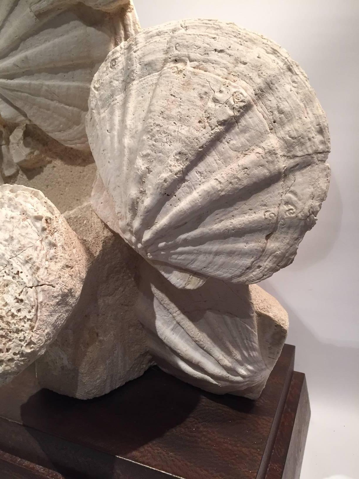 Großes montiertes prähistorisches Pektin-Fossil aus der Karbonzeit (Kalkstein)
