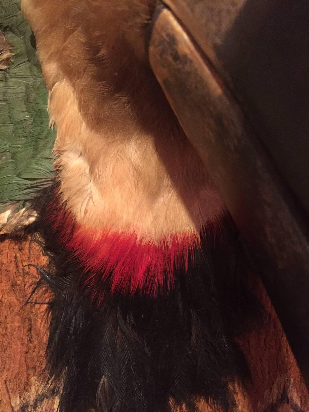 Tribal Toucan Bird Head and Feather Breastplate, Jivaroan People, Ecuador S. American