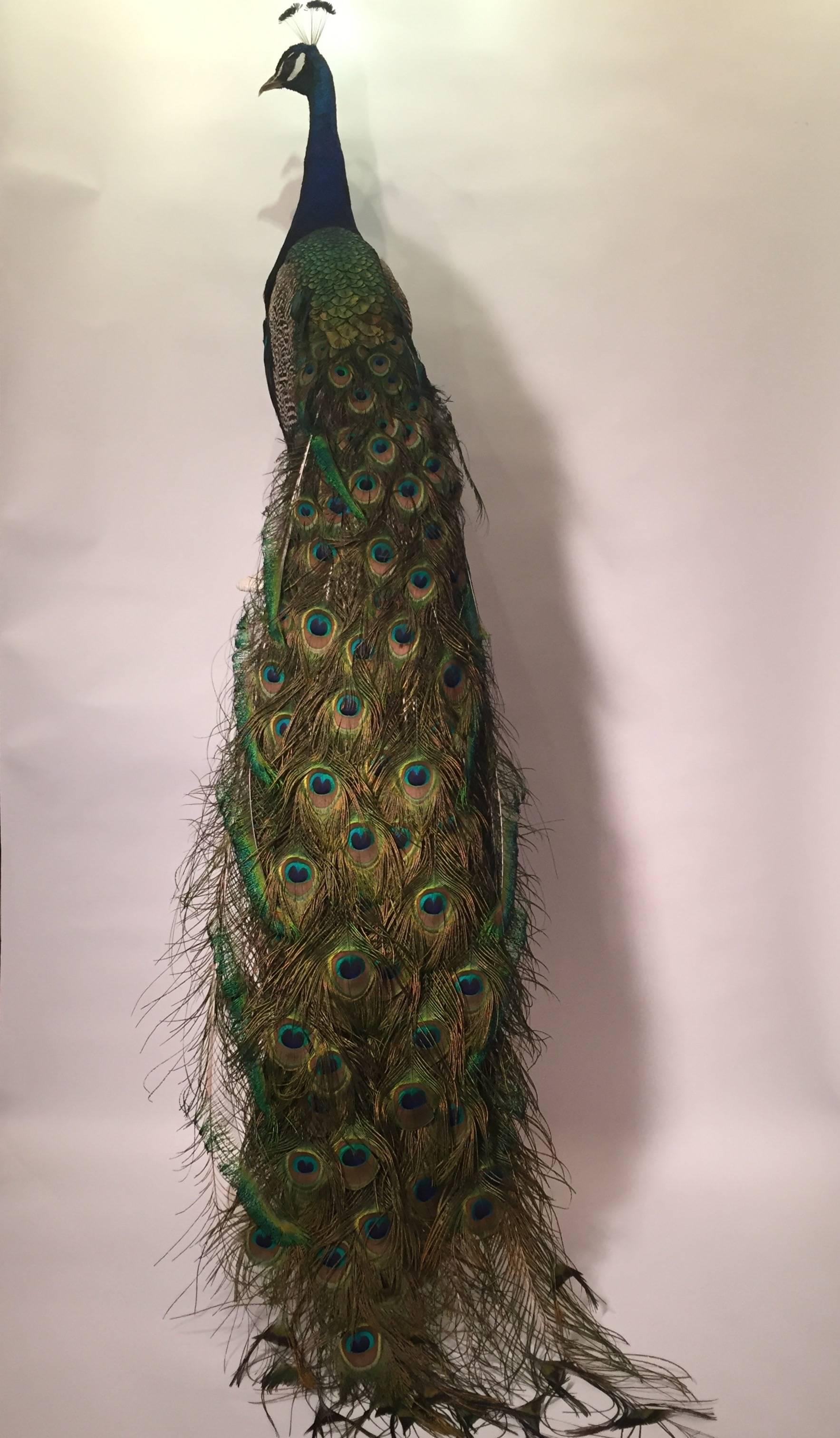 Wood Taxidermy Indian Peacock Mount