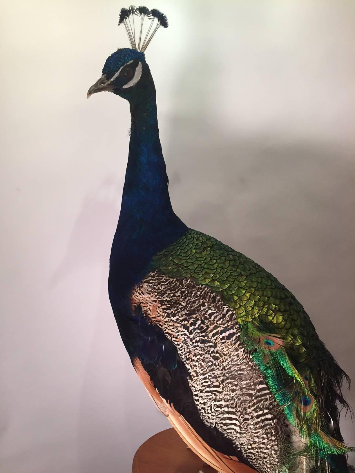 Indian blue peacock taxidermy mount with beautiful iridescent blue and green coloration. It is mounted on an oval wooden base and can be displayed by placement on a wall bracket, mantelpiece or Stand. There are many possible display options as the