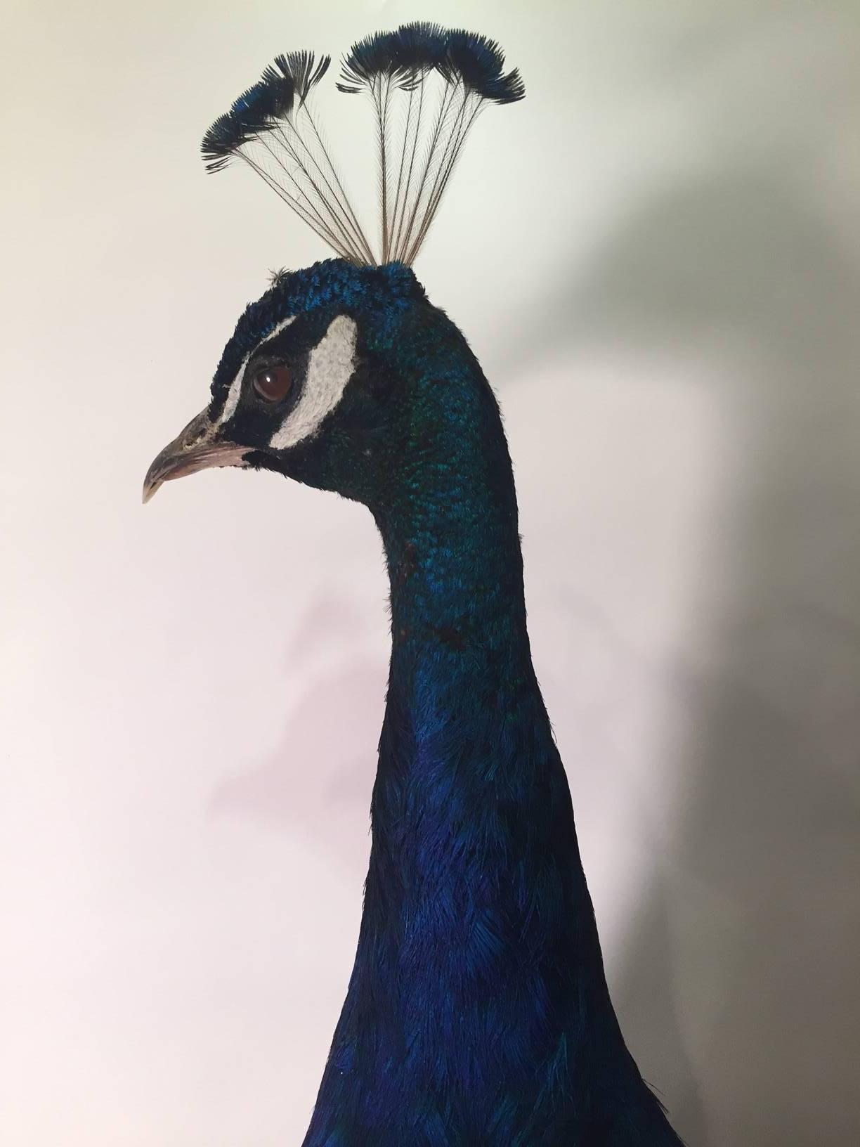 taxidermy peacock bergdorf goodman