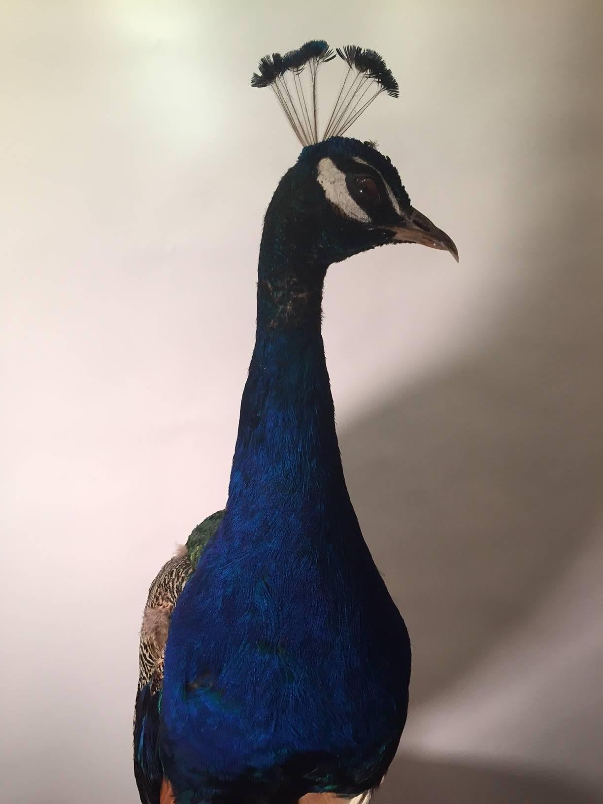 peacock taxidermy