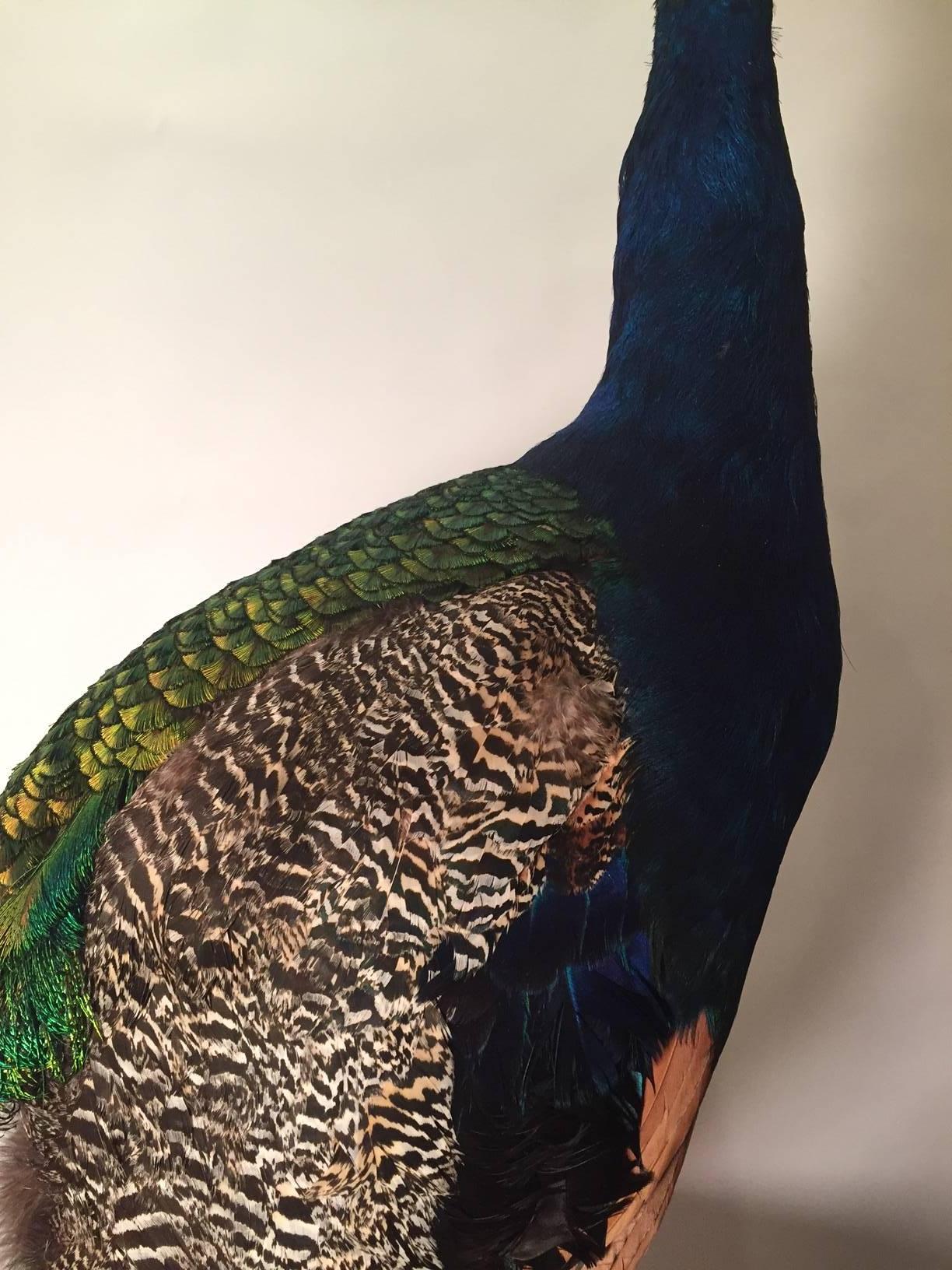 Anglo-Indian Taxidermy Indian Peacock Mount