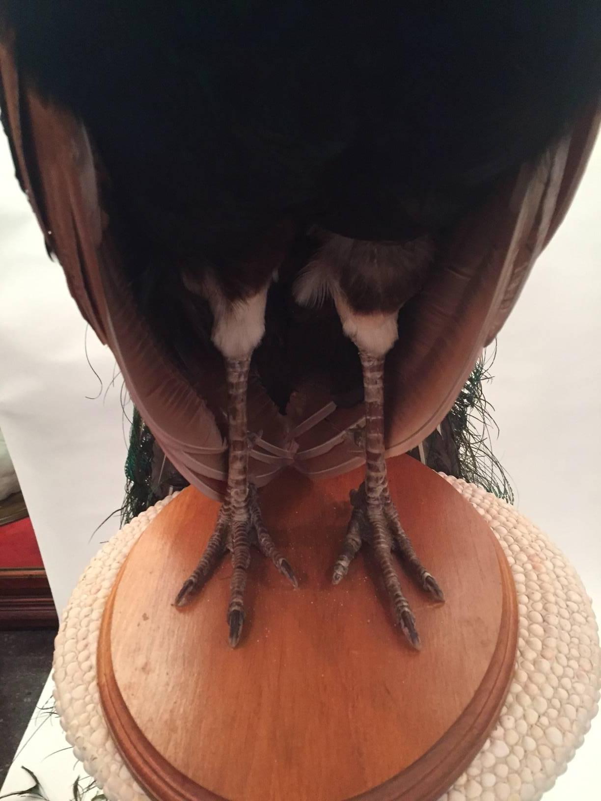 American Taxidermy Indian Peacock Mount