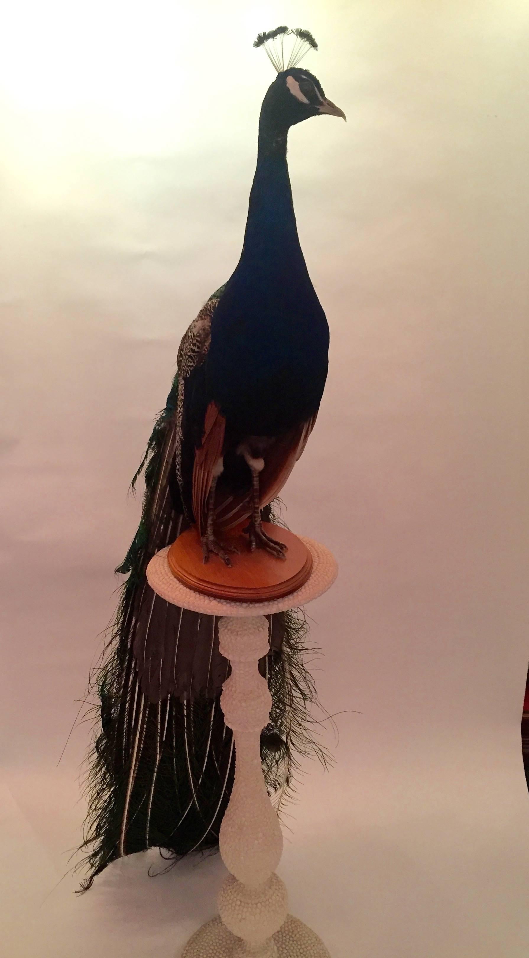 Contemporary Taxidermy Indian Peacock Mount