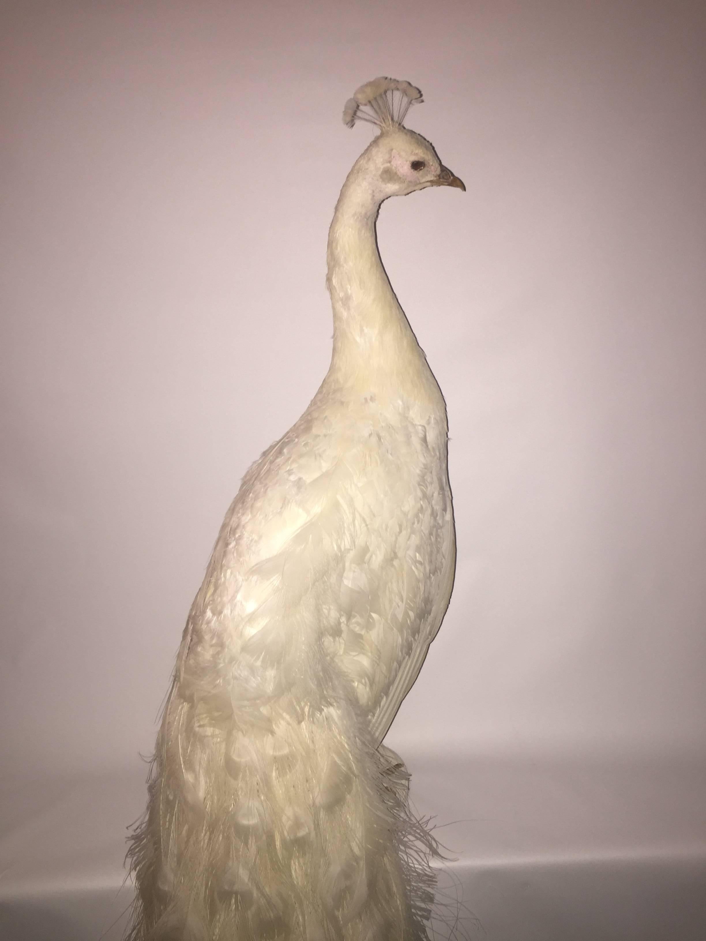 taxidermy white peacock