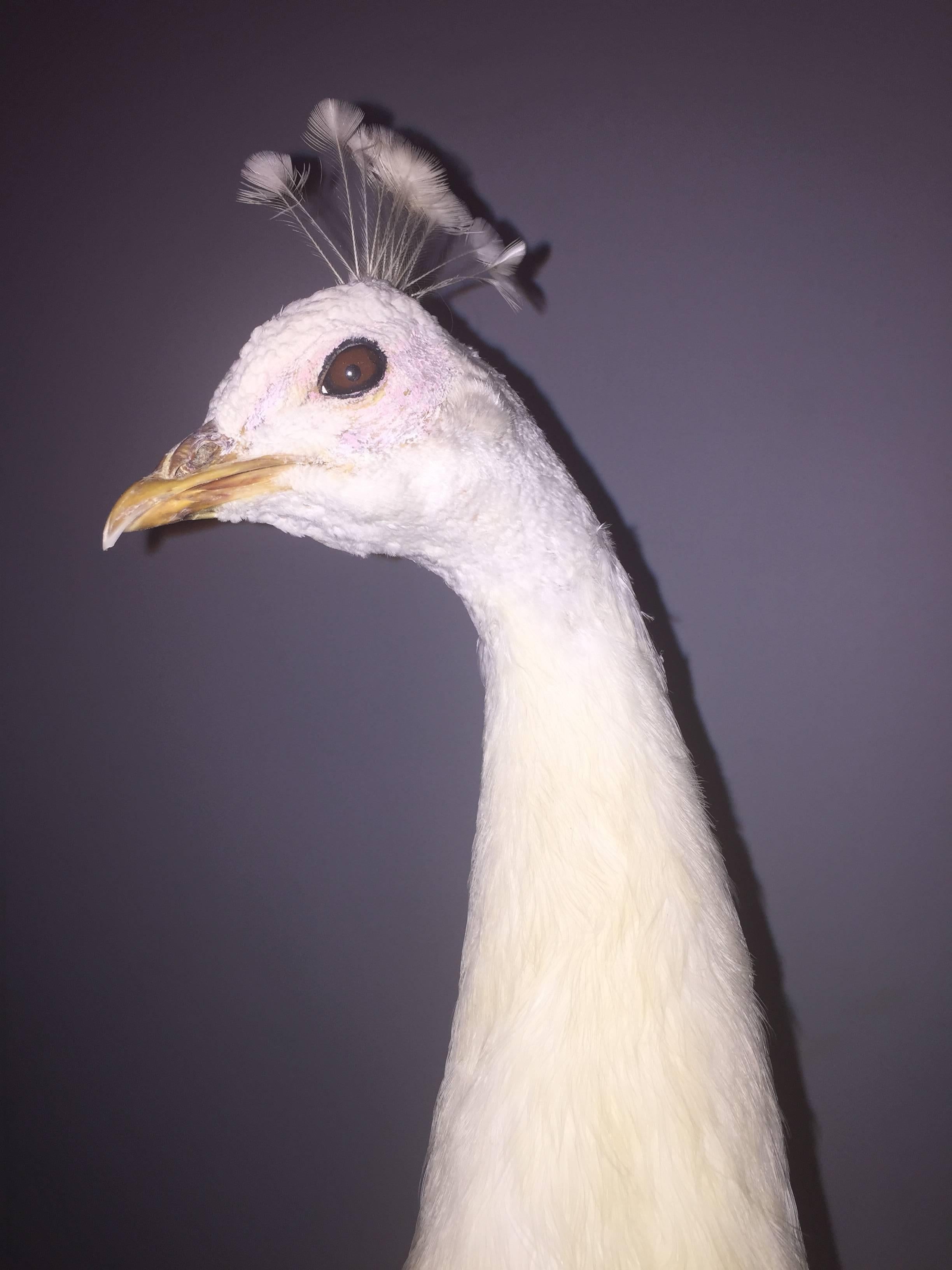 Taxidermy albino peacock, beautifully mounted on an oval, wooden base with removable tail for flexibility of placement.