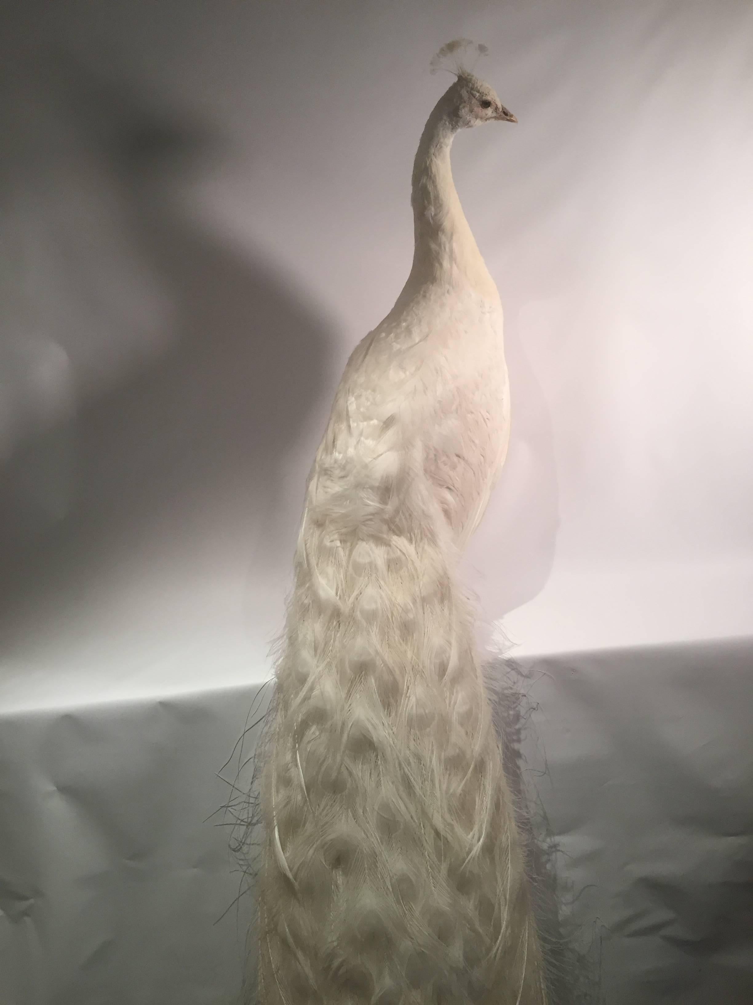 Late Victorian Albino Taxidermy Peacock