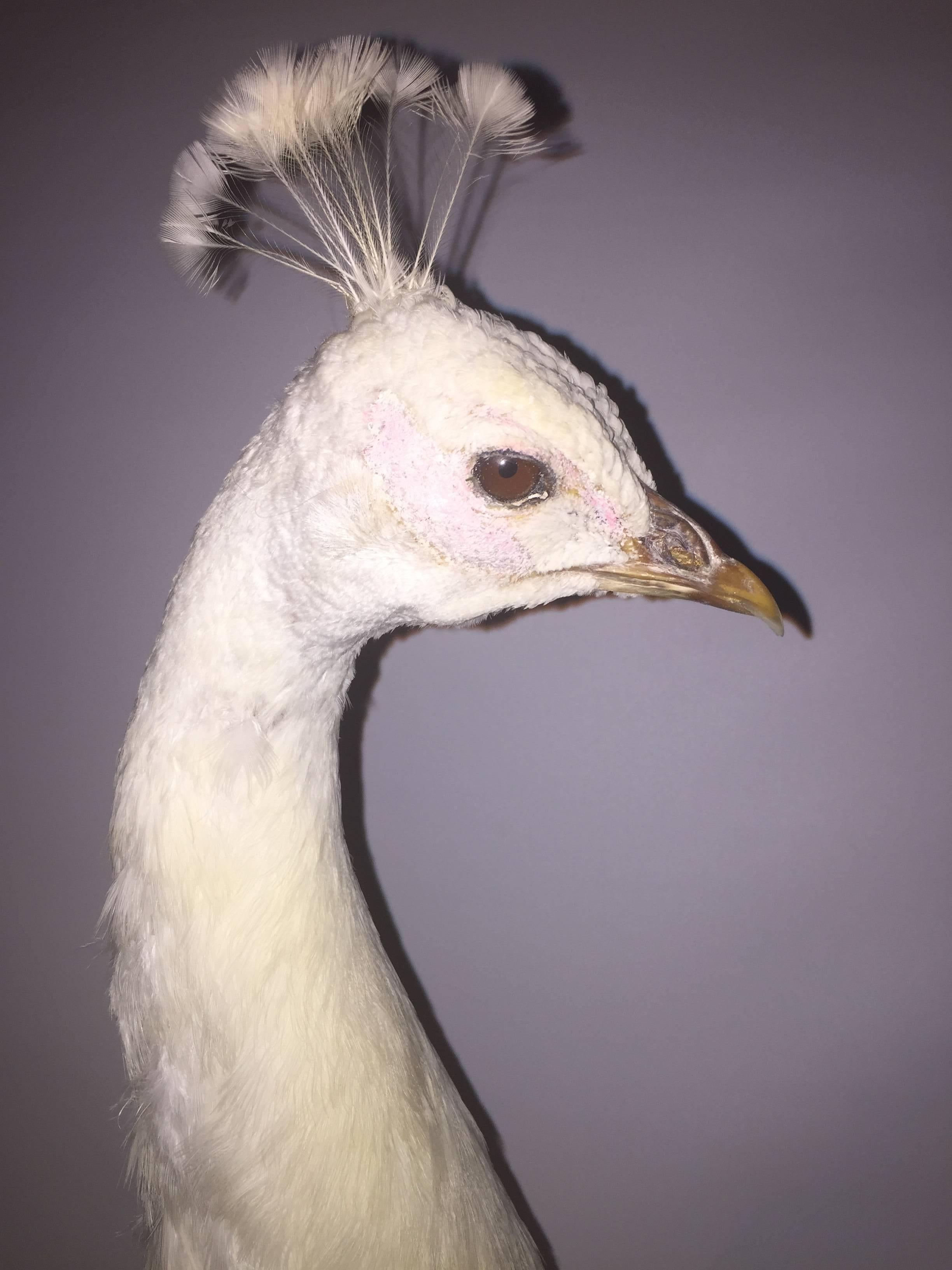 albino peacock taxidermy