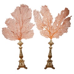 Antique Pair of Seafans Mounted on a 19th Century Italian Gilt and Painted Bases