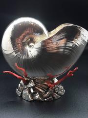 Italian Silver Coated Nautilus Shell on a Naturalistic Base with Red Coral