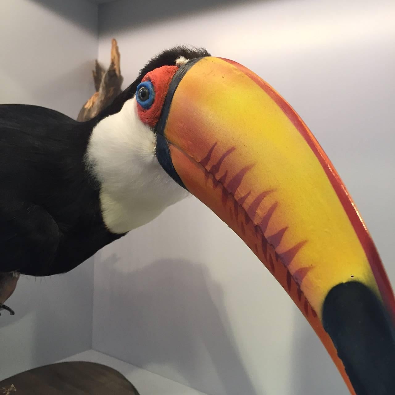 Beautifully mounted taxidermy Toco Toucan bird. This species is the largest and most common of the Toucans. It is mostly found in semi-open habitats throughout a large part of central and South America.