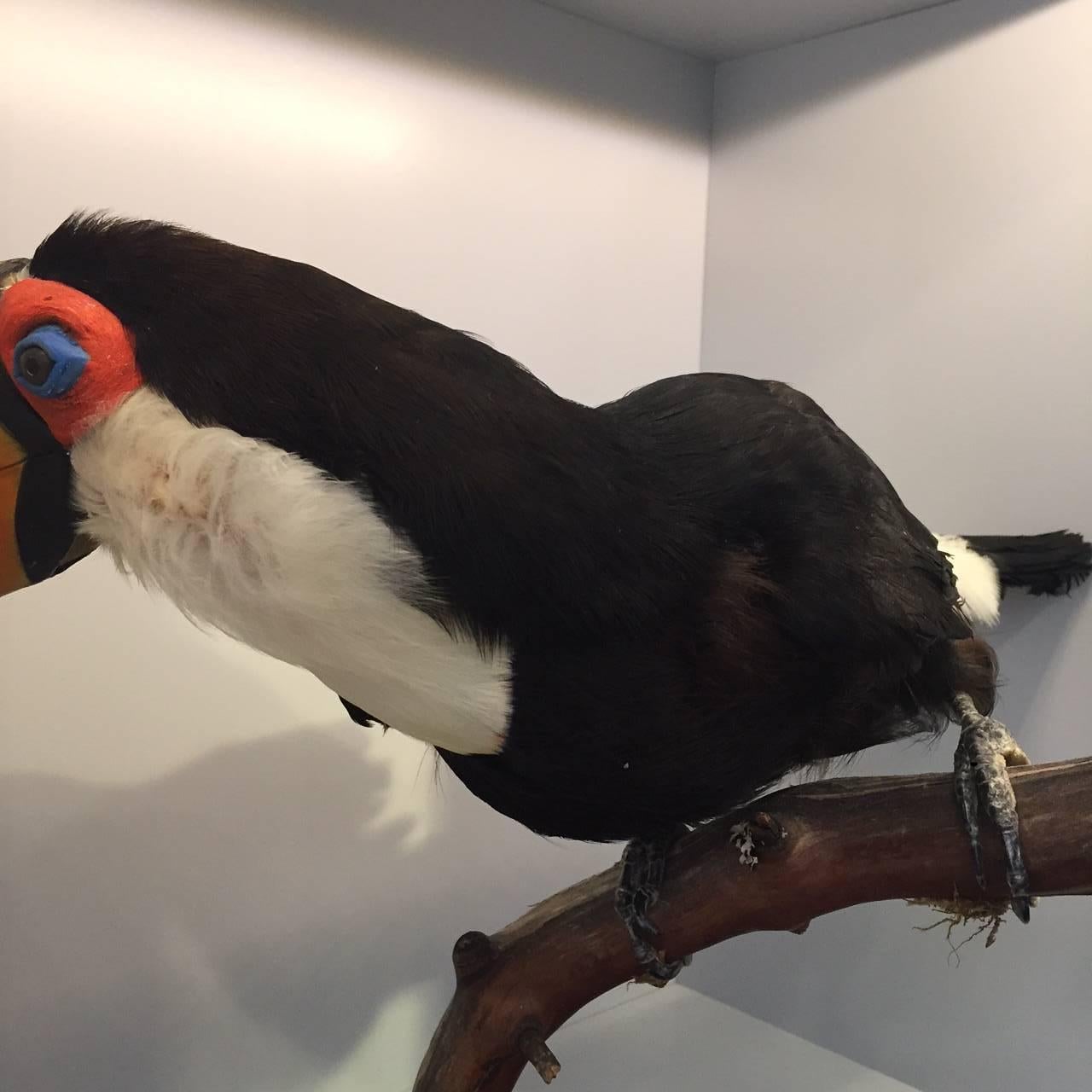 toucan taxidermy