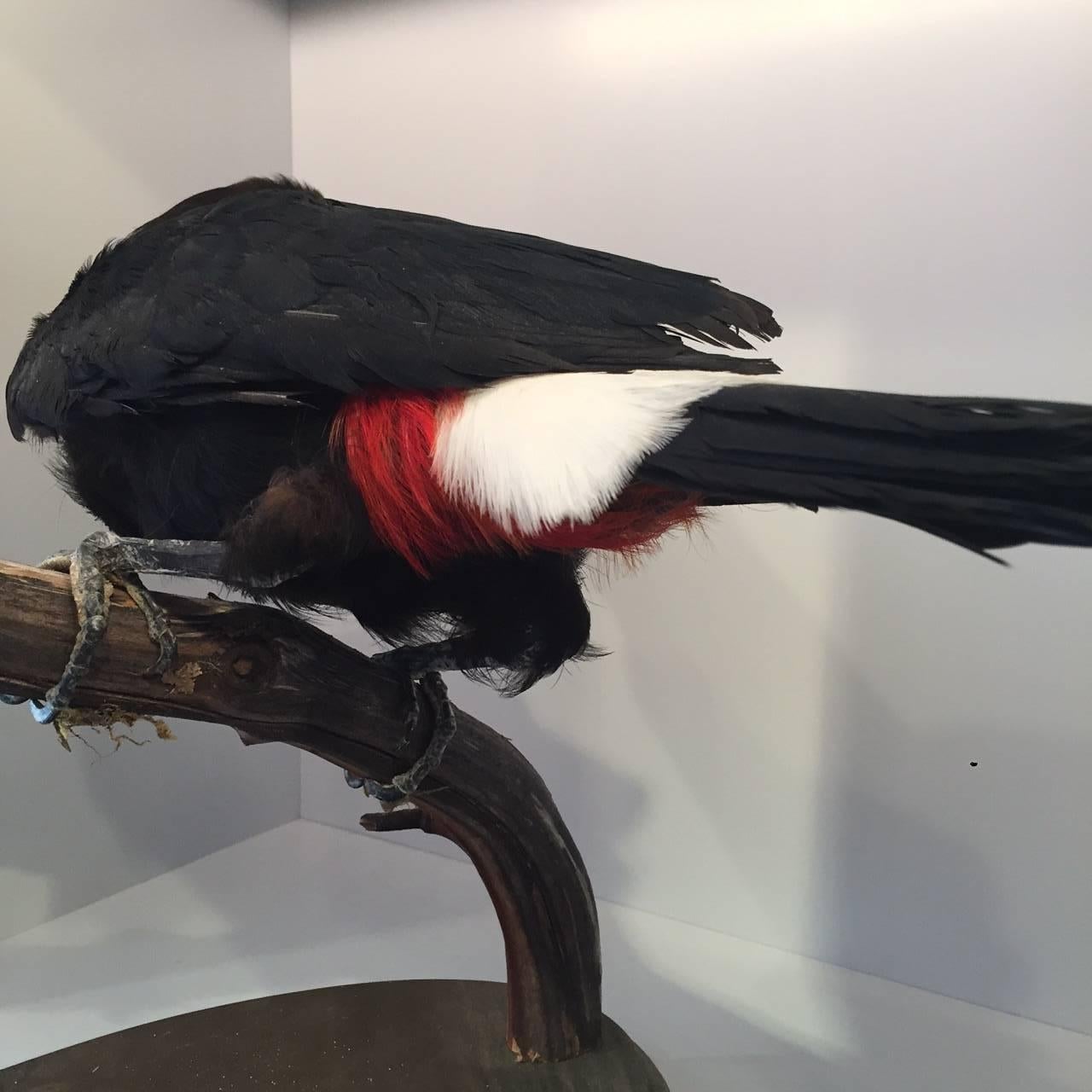 Autre Taxidermie montée Toco Toucan Oiseau