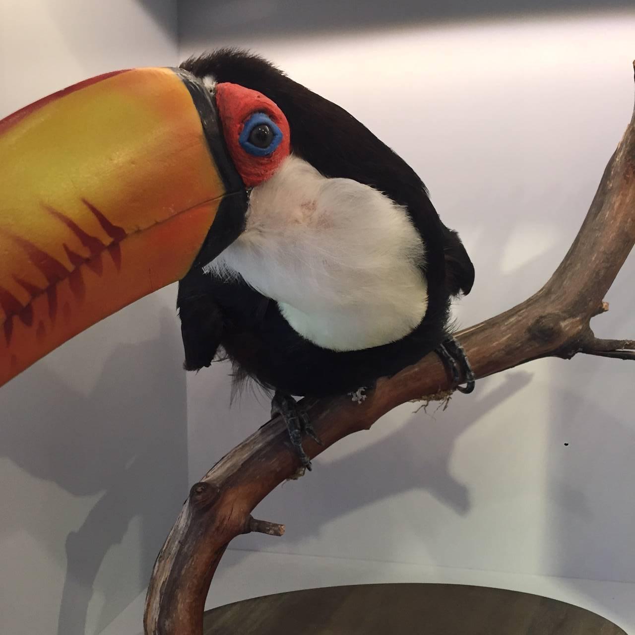 toco toucan for sale