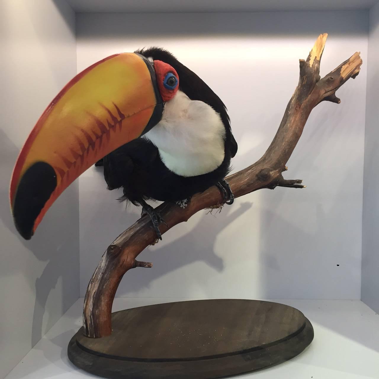 Other Mounted Taxidermy Toco Toucan Bird