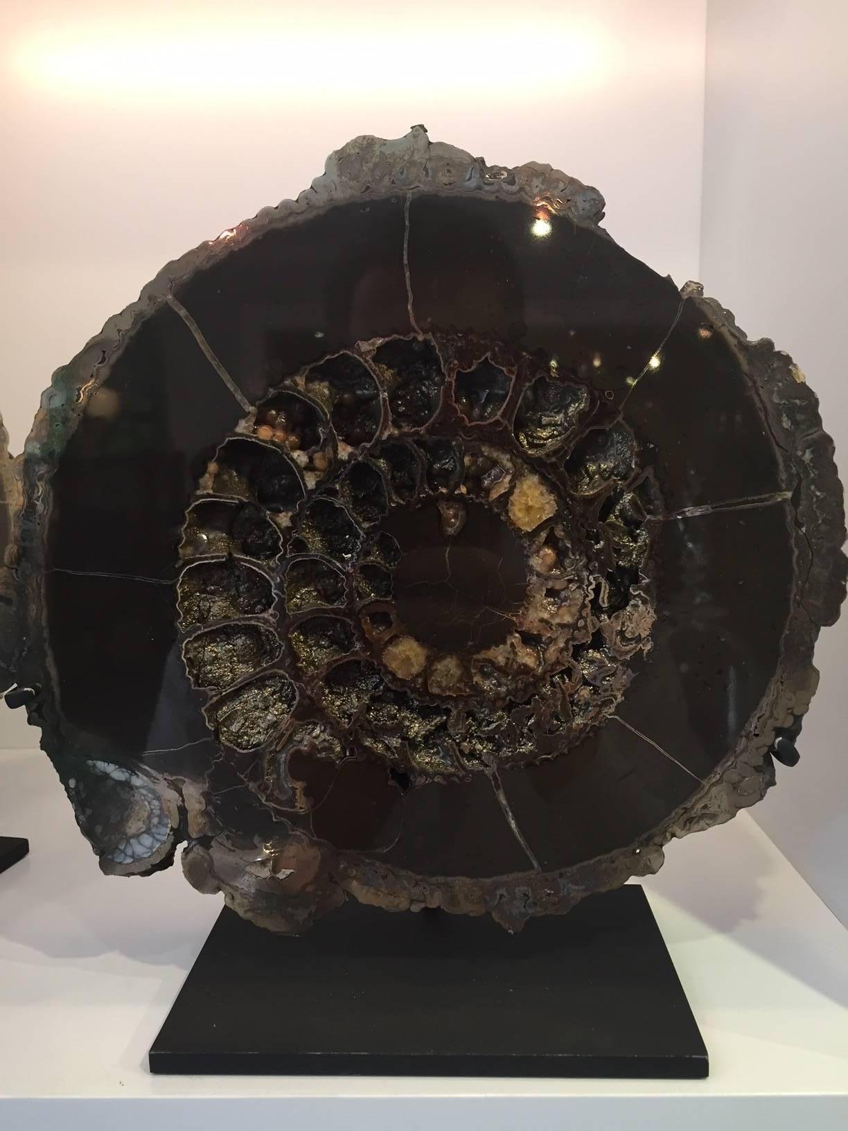 pyrite ammonite fossil