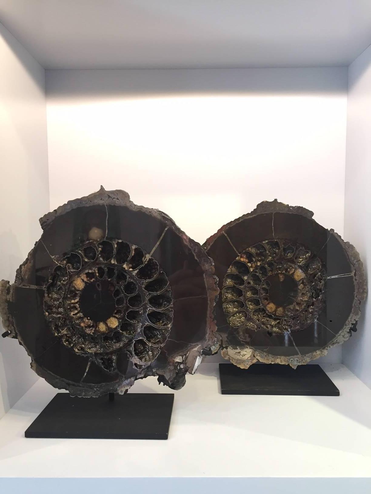 Jurassic era pair of pyritized Russian ammonite fossils mounted on black painted metal bases. Formed during a period of at least 150 million years, these ammonites have fossilized in conditions lacking oxygen allowing the build up of some metallic