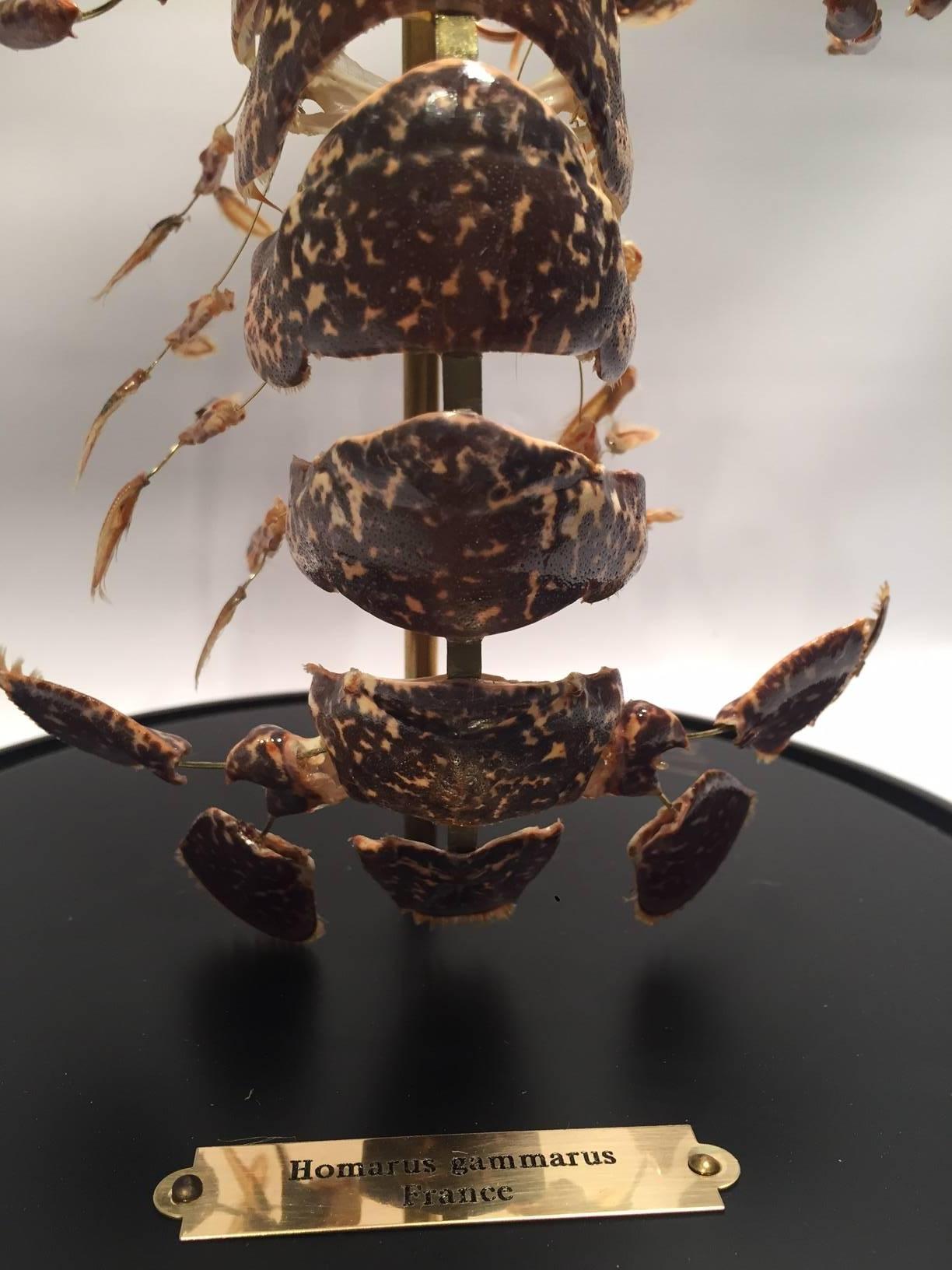 Wood Deconstructed Clawed Lobster 'Homarus Gammarus'