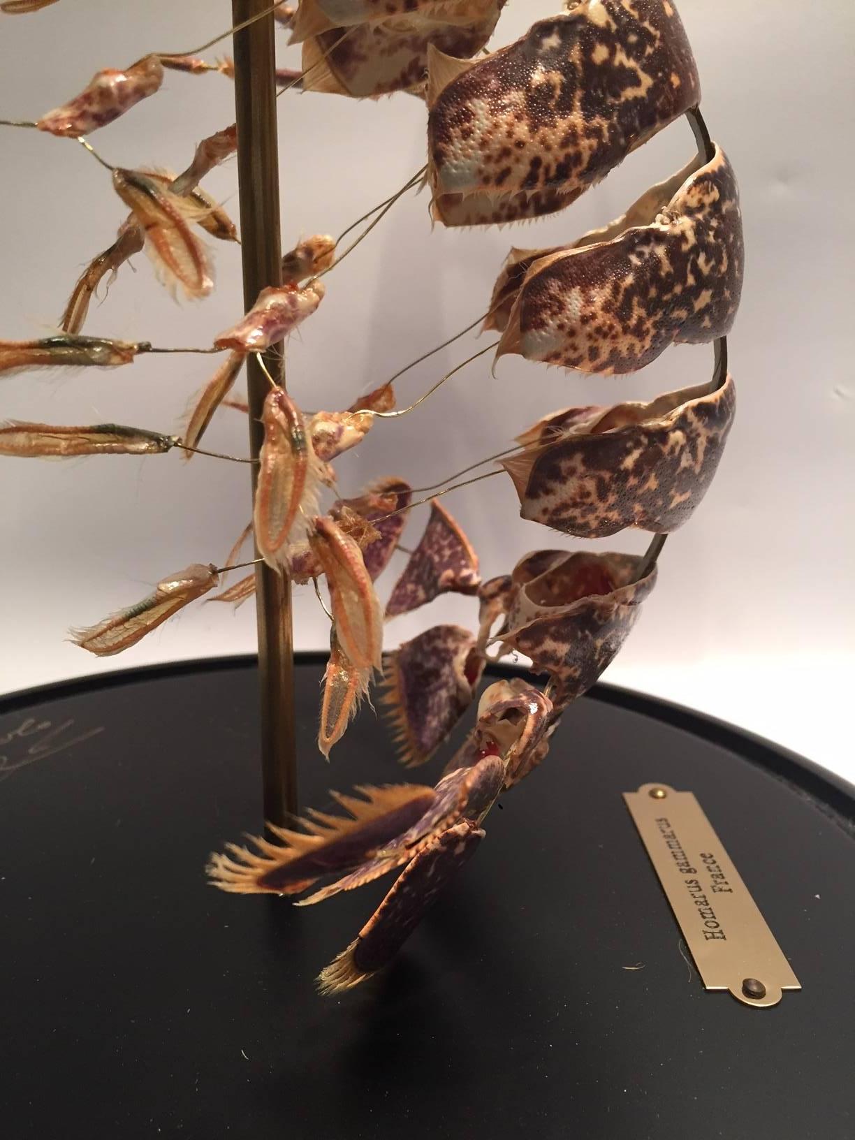 Deconstructed Clawed Lobster 'Homarus Gammarus' 1