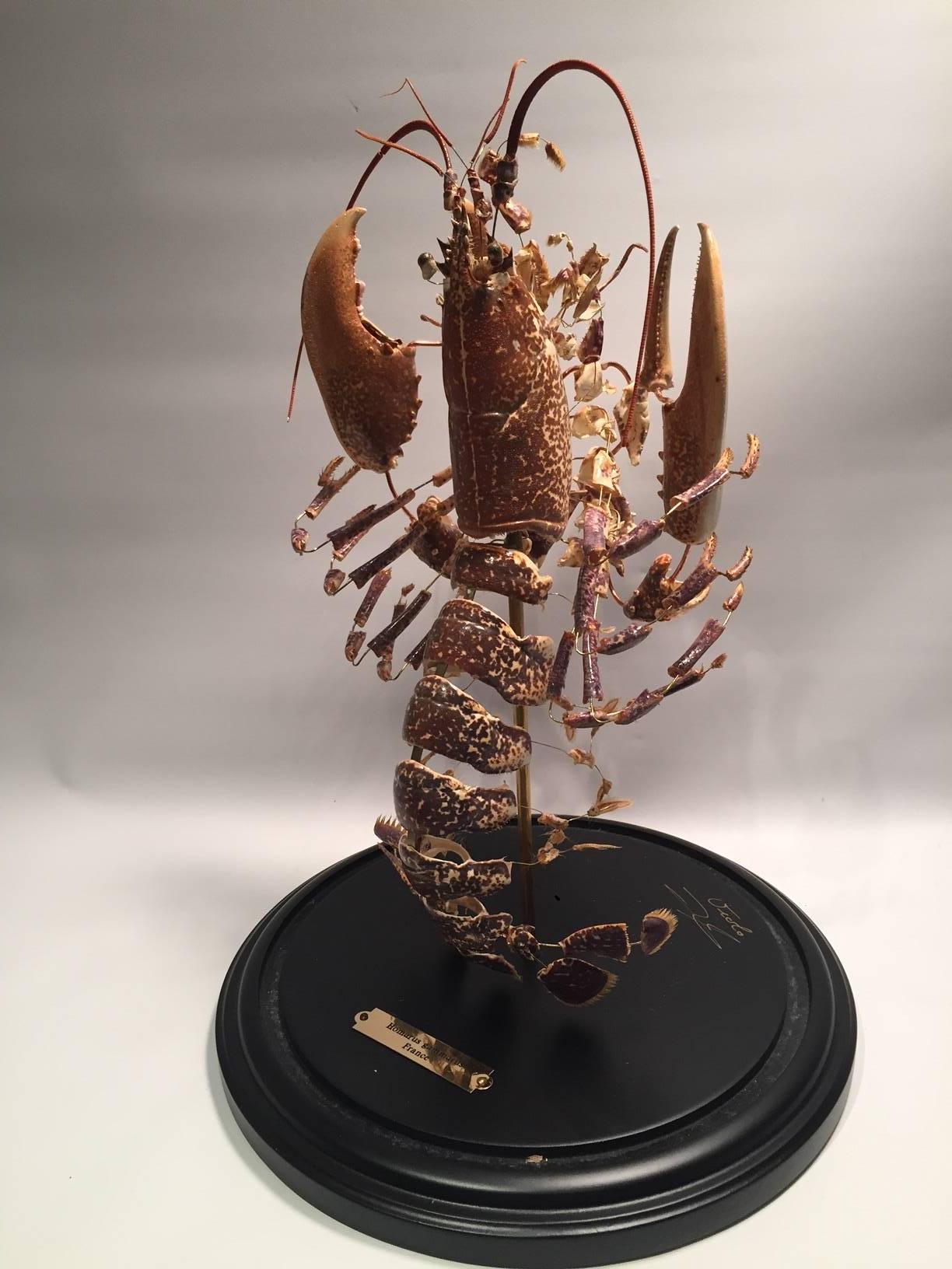 Deconstructed Clawed Lobster 'Homarus Gammarus' 2