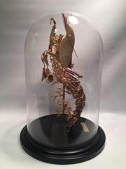 Deconstructed Clawed Lobster 'Homarus Gammarus'