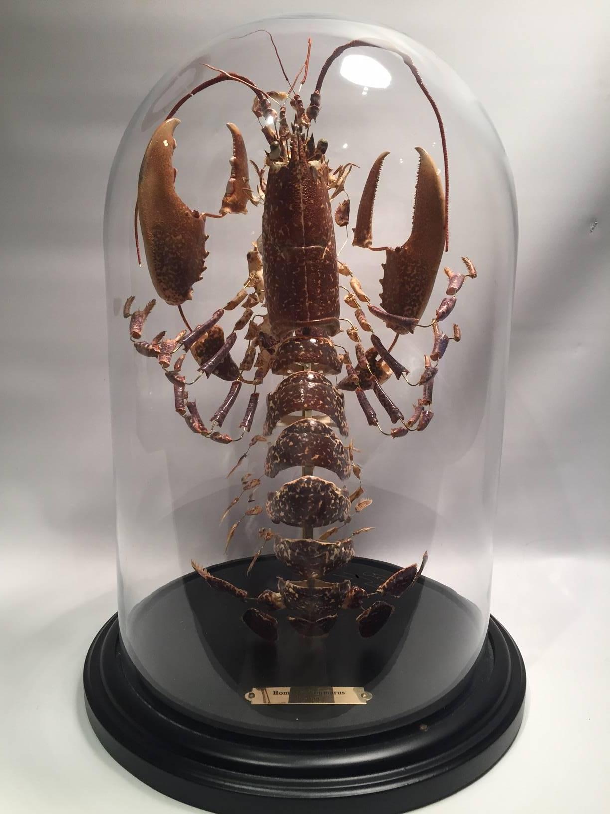Victorian Deconstructed Clawed Lobster 'Homarus Gammarus'