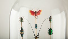 „Totems II“ von Hasharat – Entomologische Skulptur unter einer Glaskuppel aus dem 19. Jahrhundert