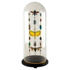 Hasharat, Totems III: Entomologische Komposition in einer Glaskuppel aus dem 19. Jahrhundert