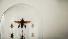 Hasharat, Totems III: Entomologische Komposition in einer Glaskuppel aus dem 19. Jahrhundert