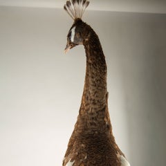 Exquisite Pied Peacock Taxidermy: A Majestic Display of Rarity and Elegance