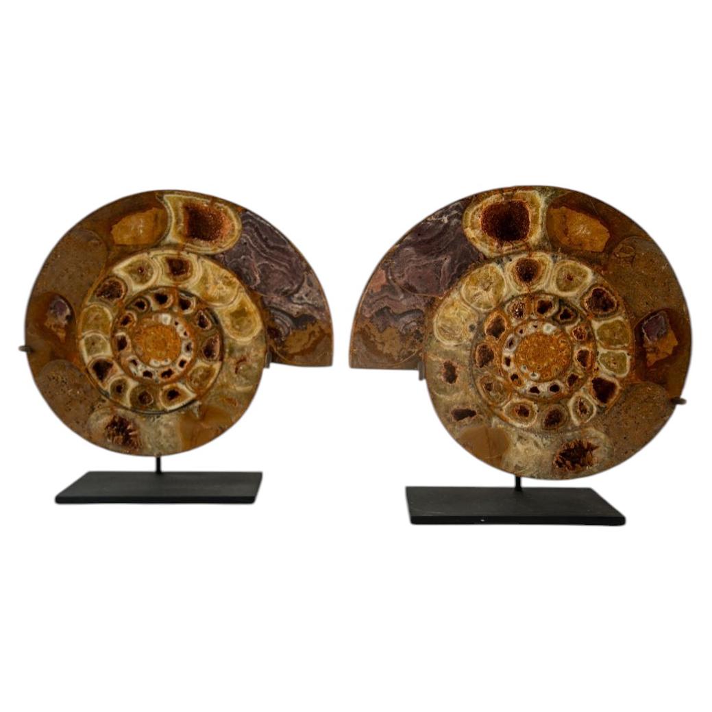 Pair of Jurassic–Cretaceous Polished Ammonite Fossils on Stands