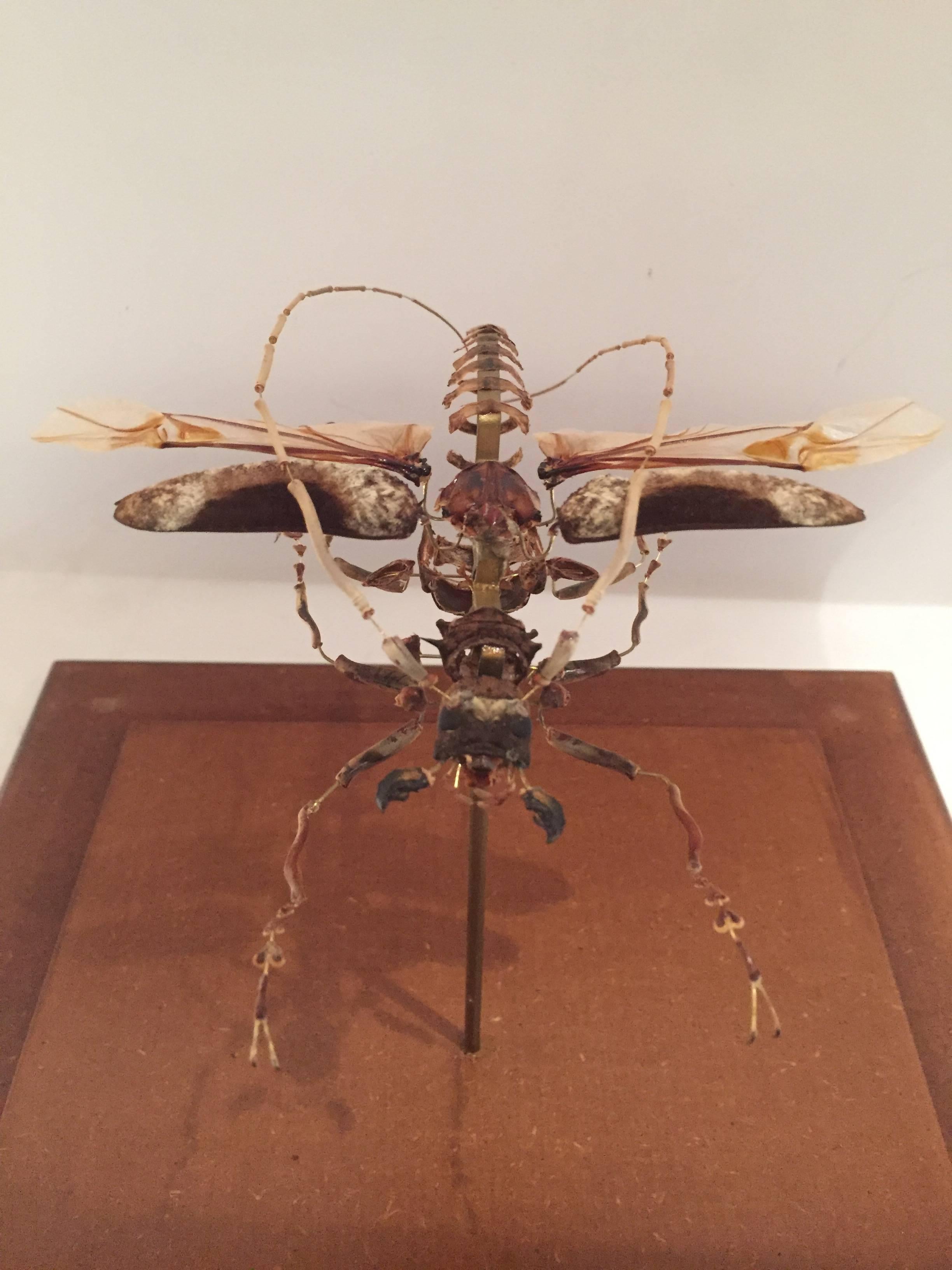 A Giant Longhorn beetle specimen (petrognatha gigas) has been deconstructed and mounted under a metal and glass display case 12