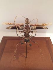Deconstructed and Mounted Giant African Longhorn Beetle under Glass