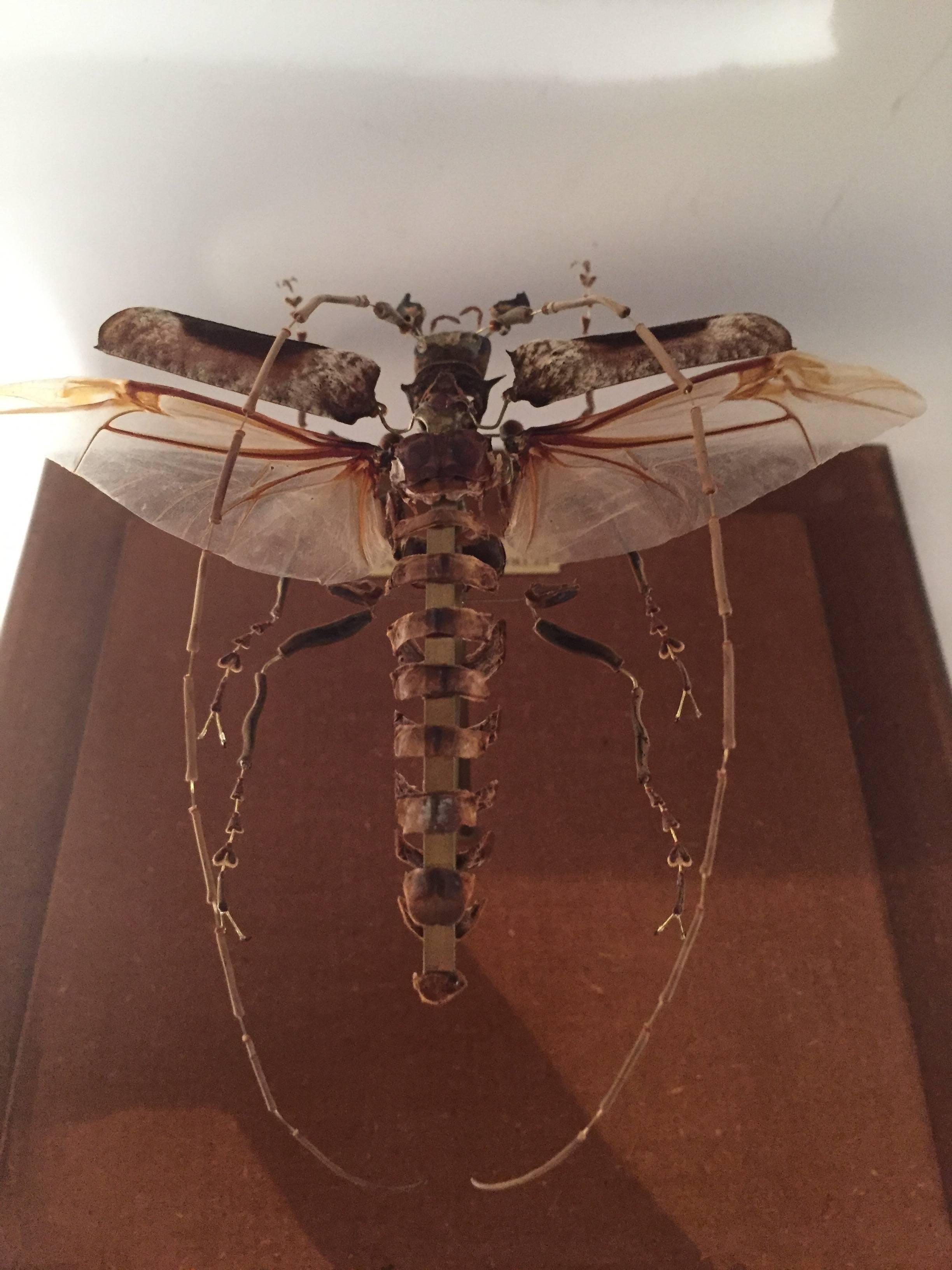 Central African Deconstructed and Mounted Giant African Longhorn Beetle under Glass