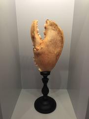 Large Maine Lobster Claw Mounted on a Turned Wooden Base