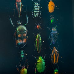 Hasharat Contemporary Entomological Shadow Box with 23 Iridescent Beetles