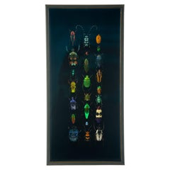 Hasharat Contemporary Entomological Shadow Box with 23 Iridescent Beetles