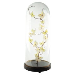 Spun Sugar by Hasharat Butterfly Specimen Display Under Glass Dome