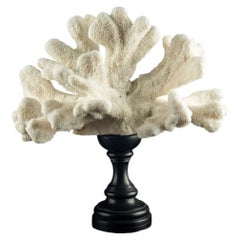 Coral «pata de gato» blanco con forma escultural sobre un pedestal italiano de laca negra