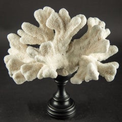 Coral «pata de gato» blanco con forma escultural sobre un pedestal italiano de laca negra