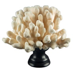 Ejemplar de coral «pata de gato» de color marfil sobre un pedestal de laca negra italiana