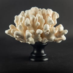 Ejemplar de coral «pata de gato» de color marfil sobre un pedestal de laca negra italiana